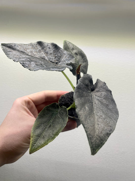 Alocasia chienlii ’Antoro Velvet’