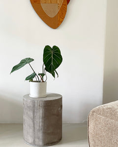 Philodendron gloriosum 'Dark Form'