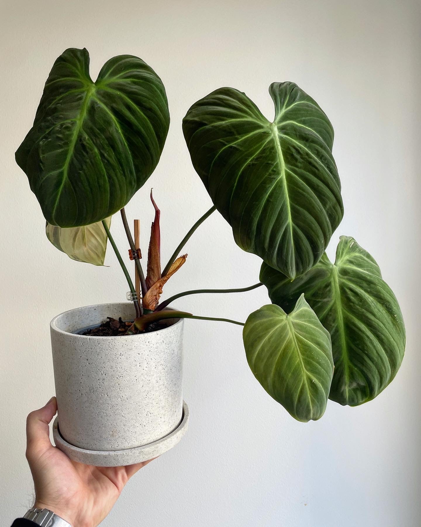 Philodendron rubrijuvenilum 'El Choco Red'