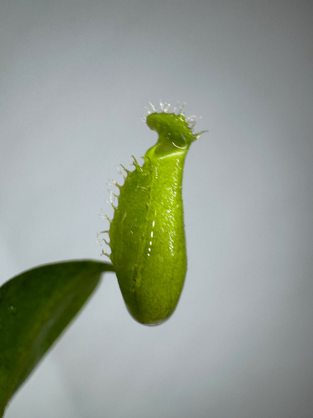 Carnivorous plants