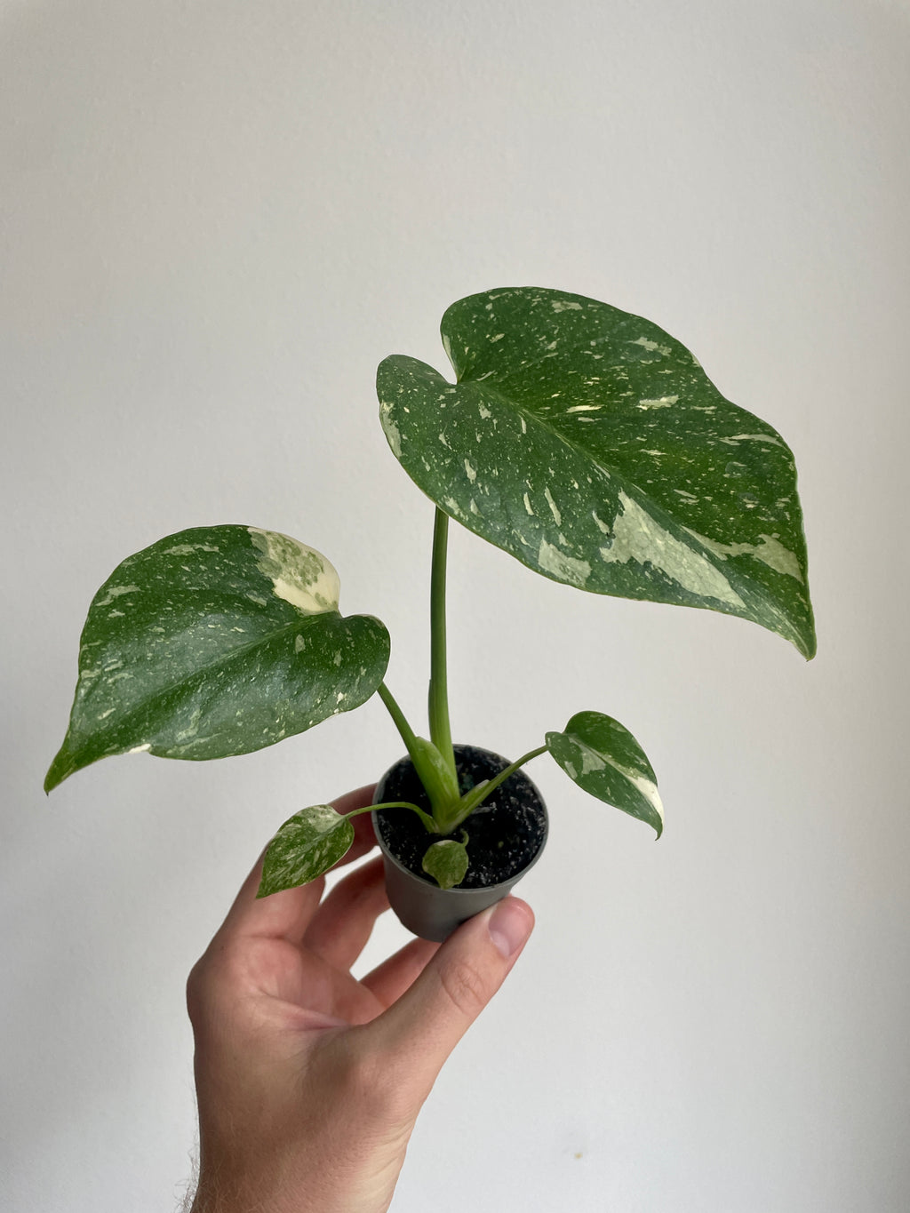 Monstera deliciosa ‘Thai Constellation’