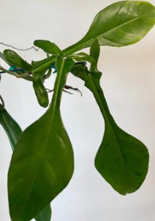 3x baby Philodendron joepii COMING SOON