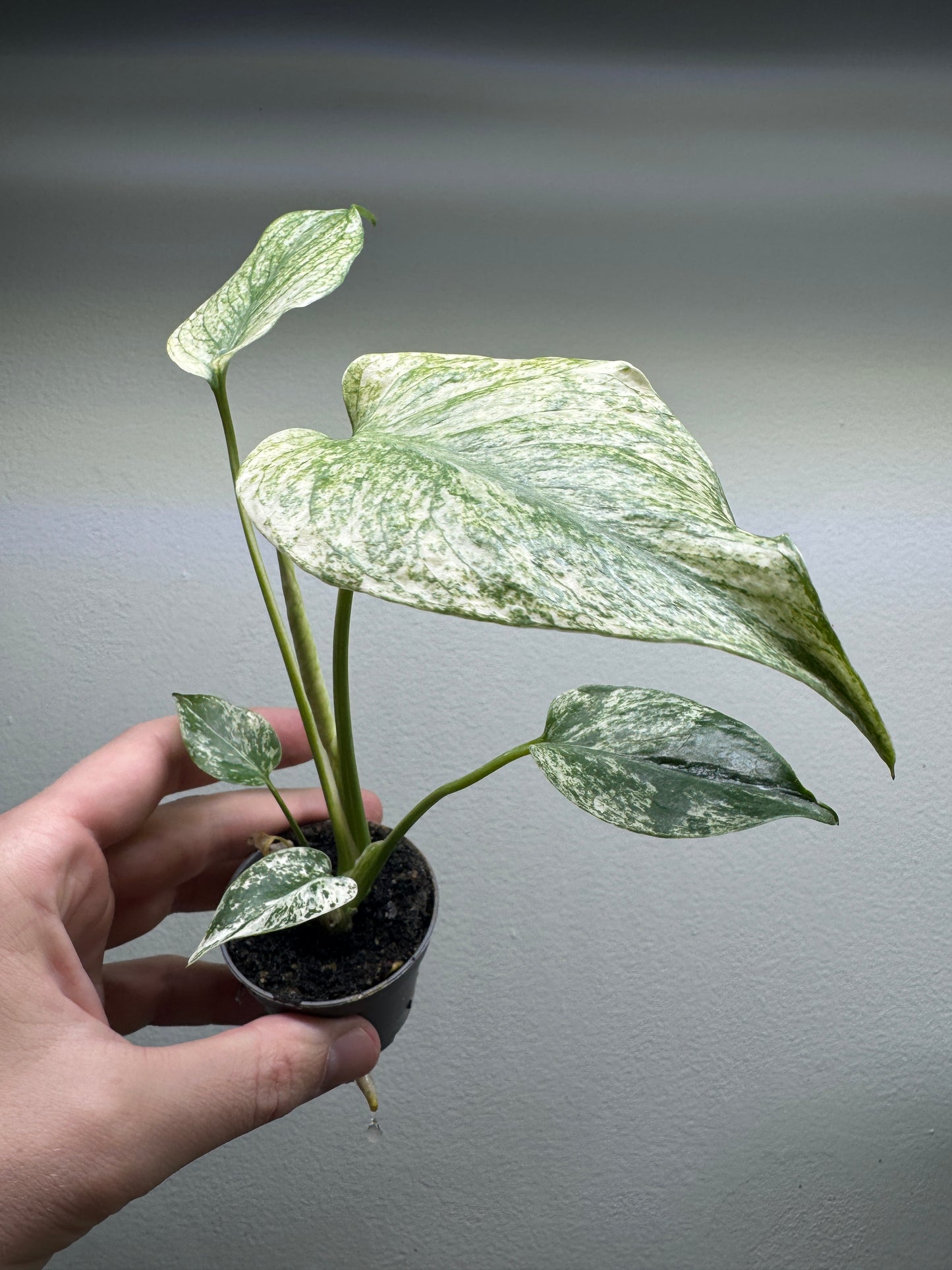 Monstera deliciosa ’MINT’ 6 cm pot