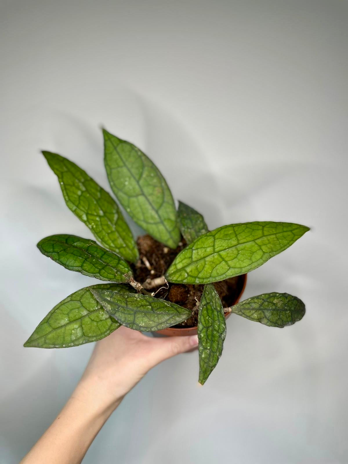 Unusual Mystery Hoya Subscription