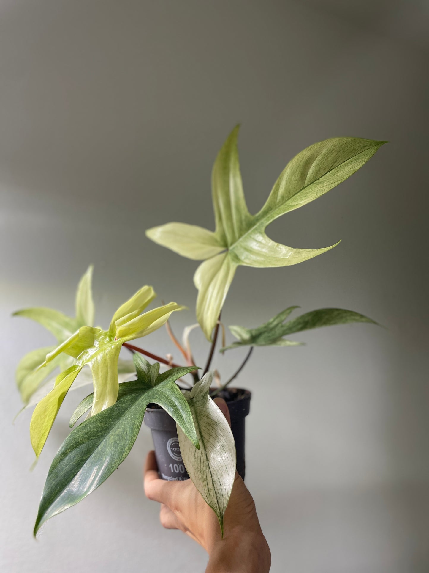 Philodendron ’Florida Ghost’