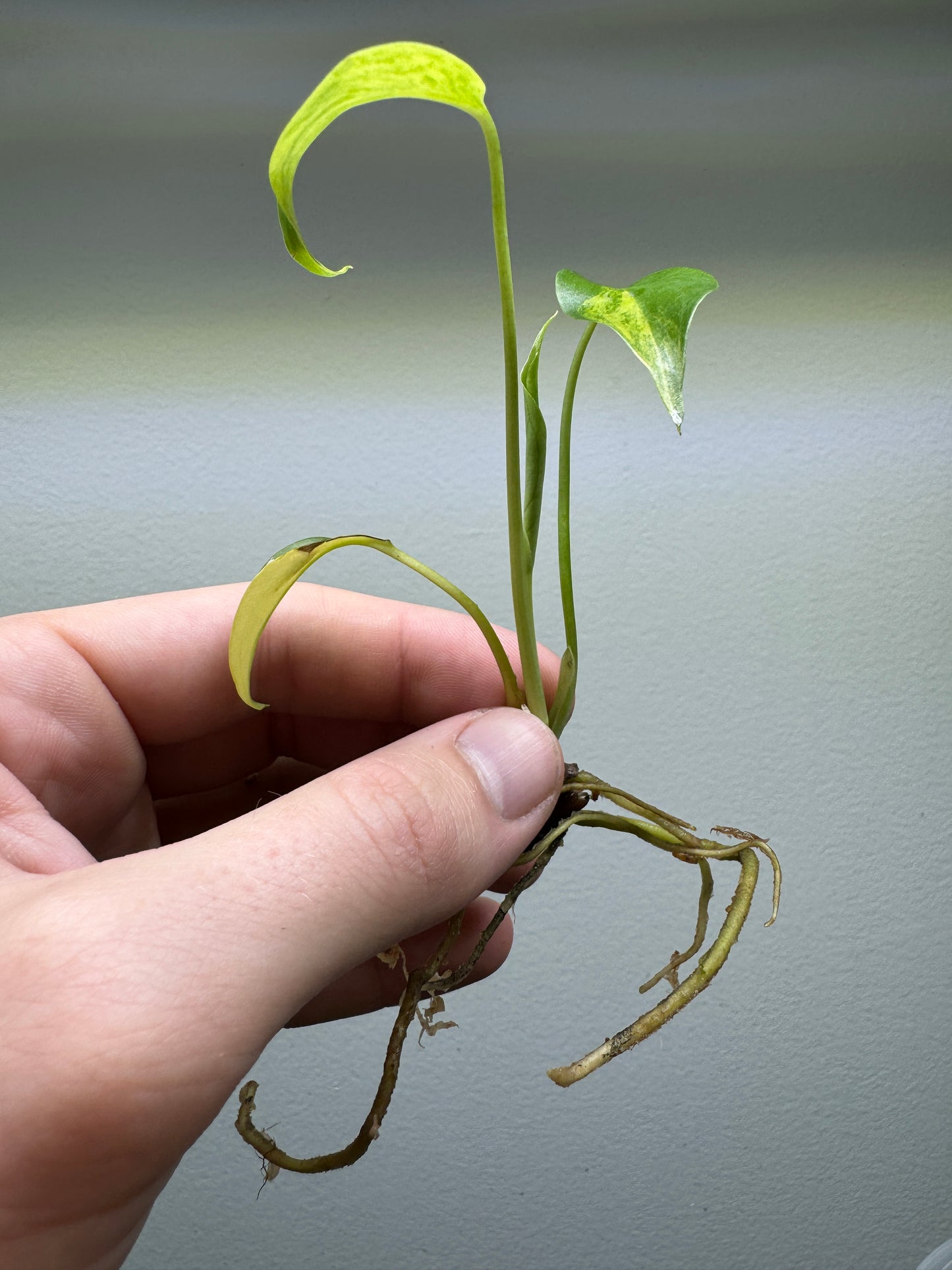 Monstera Yellow Marilyn