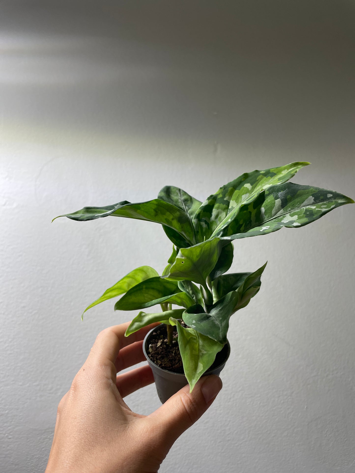 Aglaonema ’Pictum Tricolor’