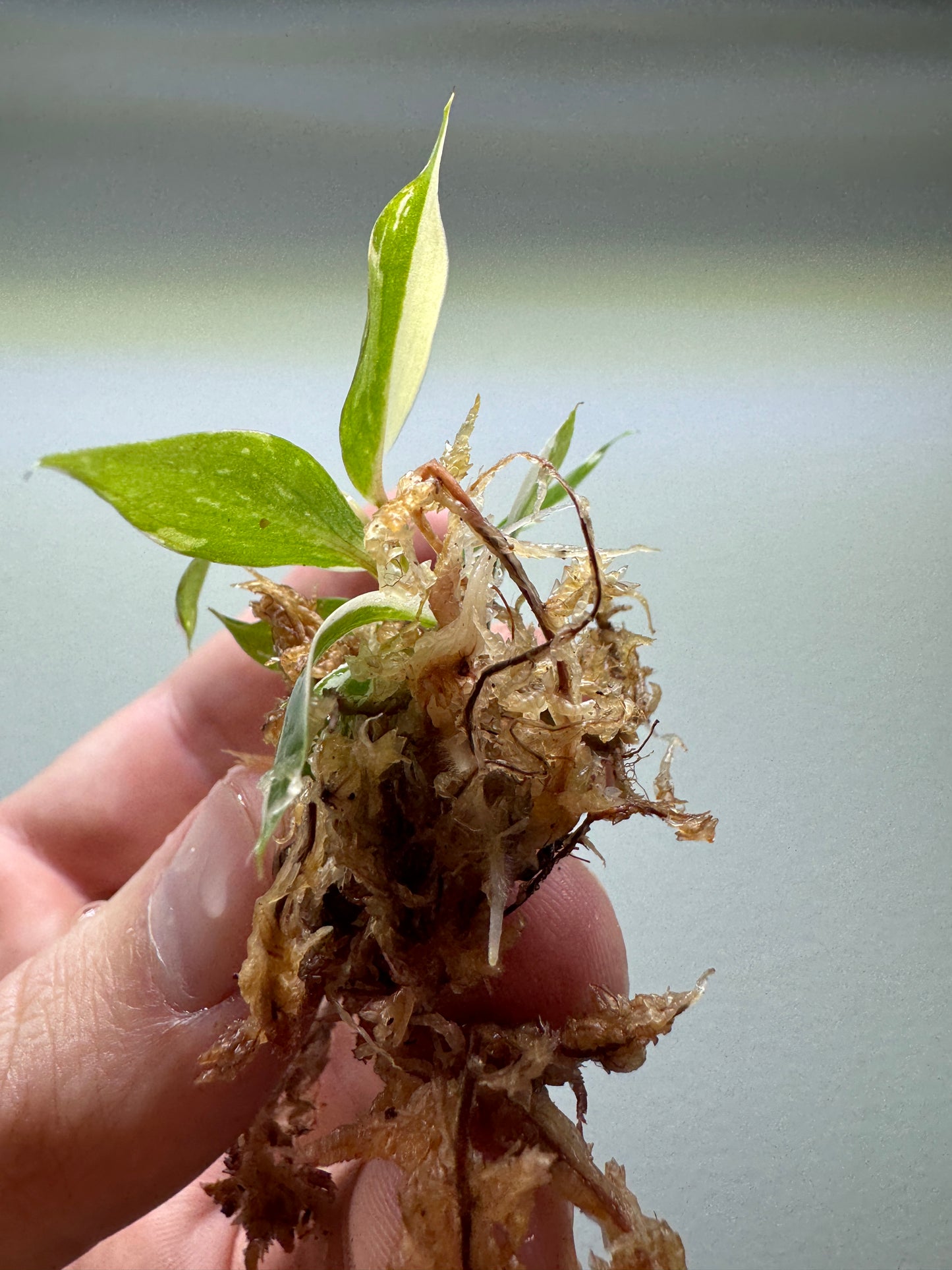 1x baby Philodendron gloriosum Tricolor