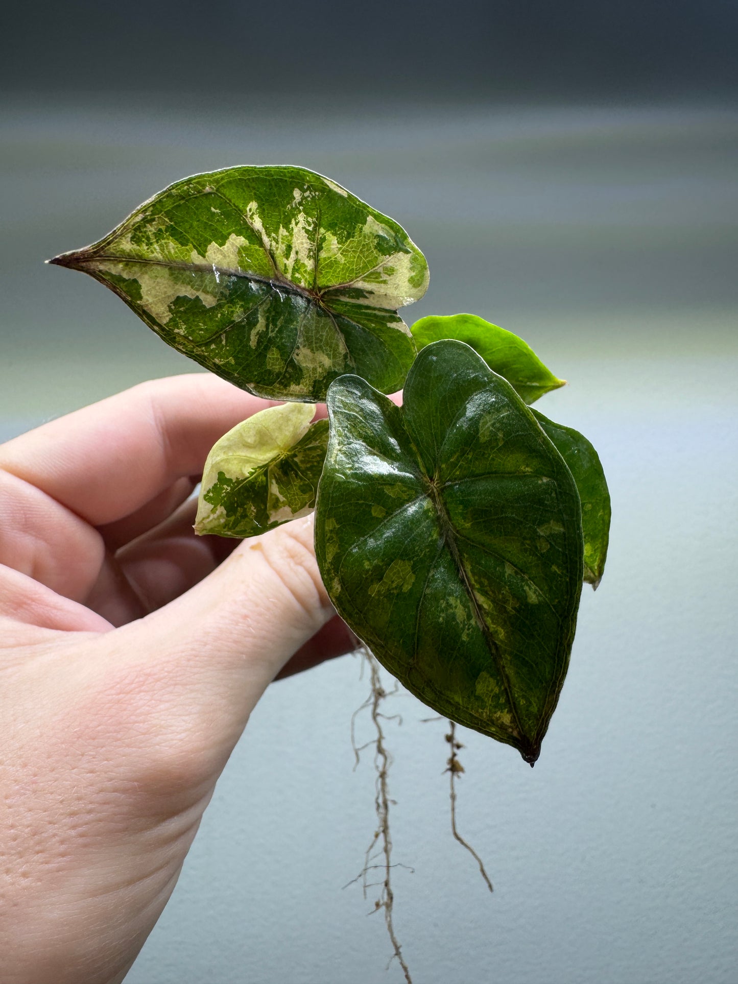 Alocasia Yucatan Princess Variegata