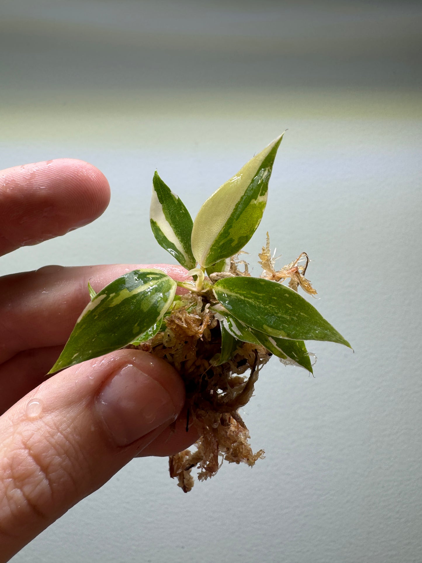 1x baby Philodendron gloriosum Tricolor