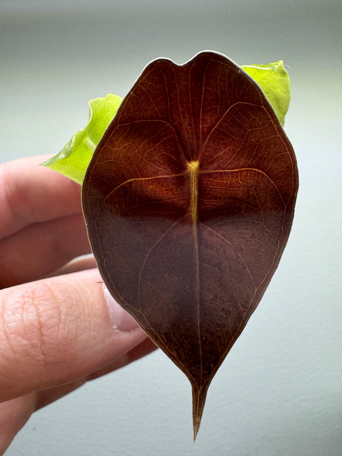 Alocasia suhirmaniana