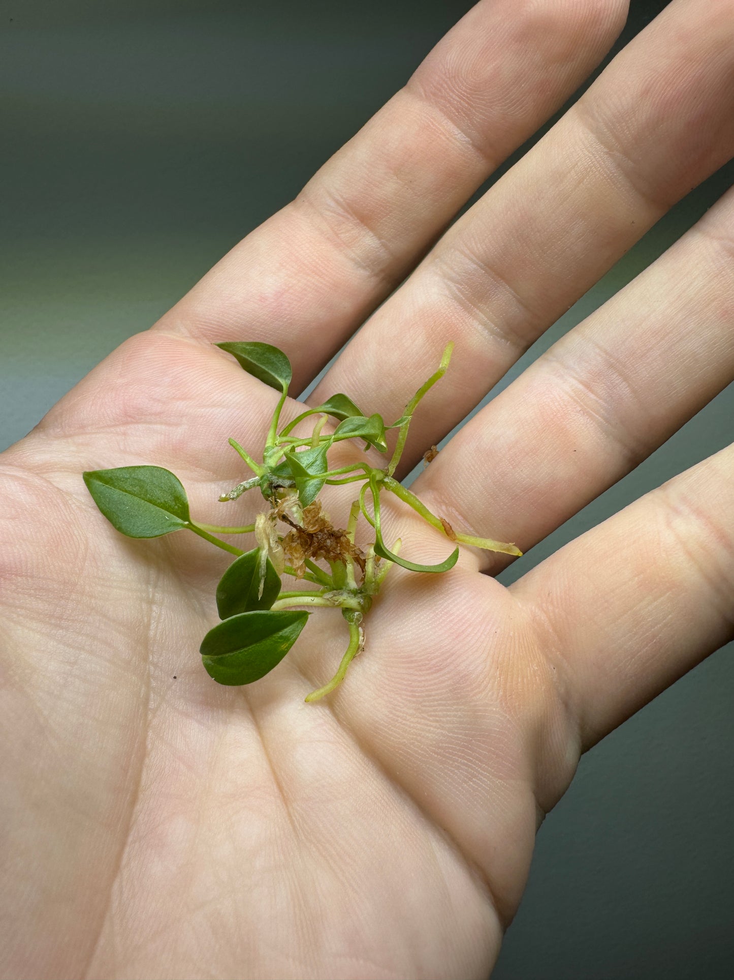 3x Anthurium veitchii seedlings