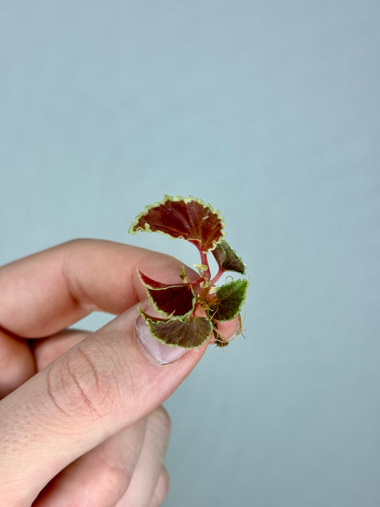 1x Mini Mystery Begonia Subscription