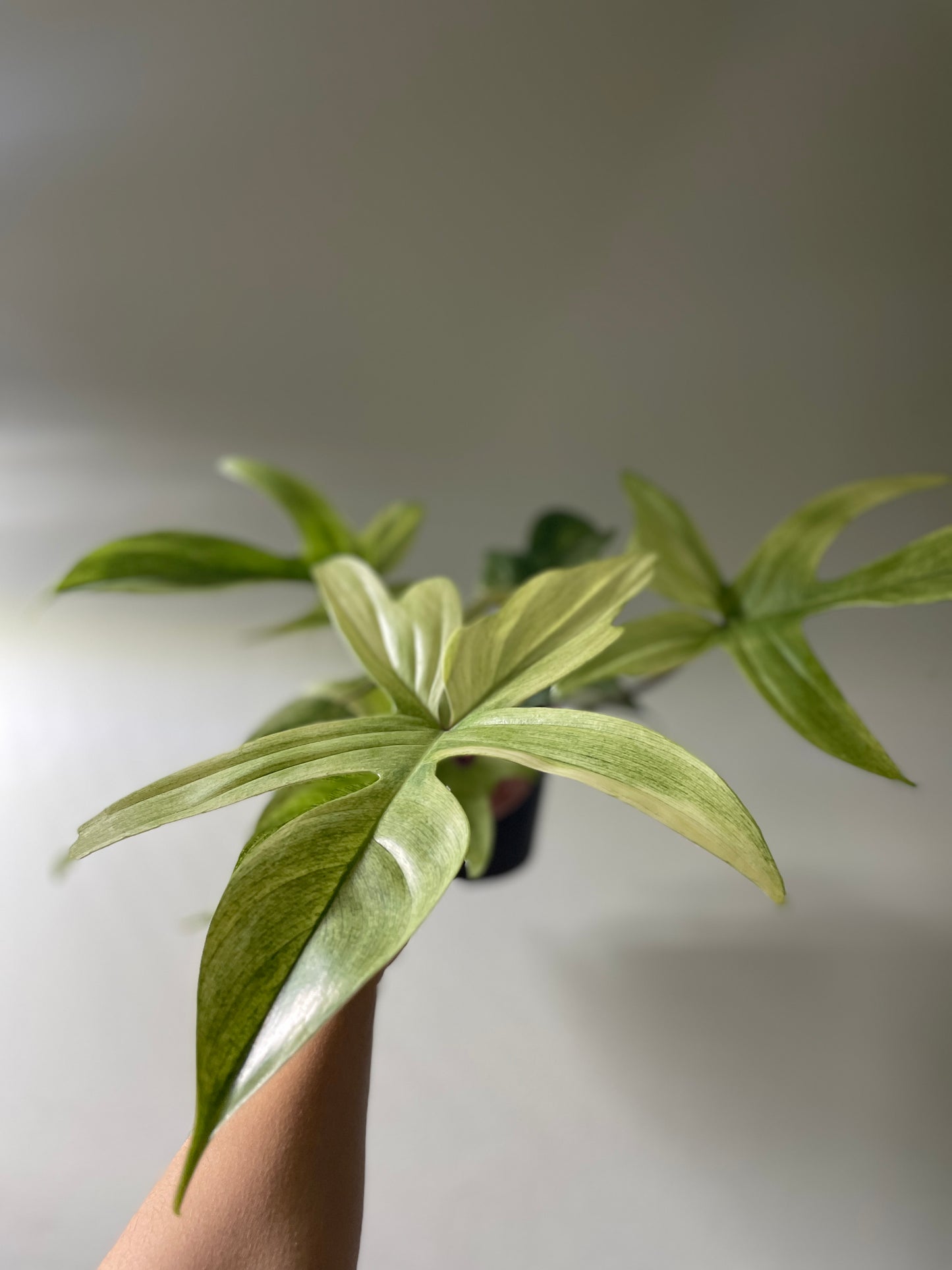 Philodendron ’Florida Ghost’