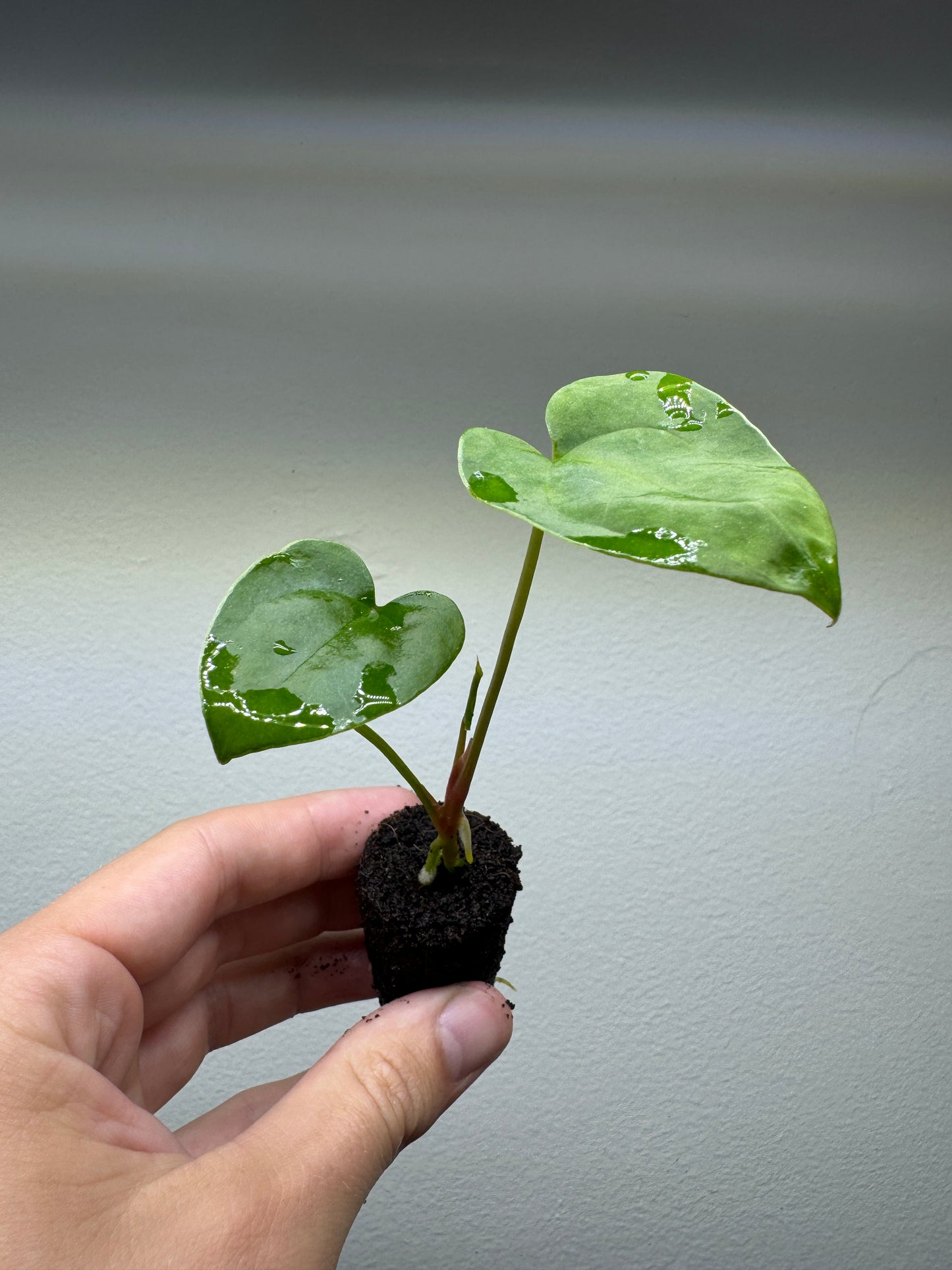 Anthurium papillilaminum x ((crystallinum x magnificum) x papillilaminum 'IL')