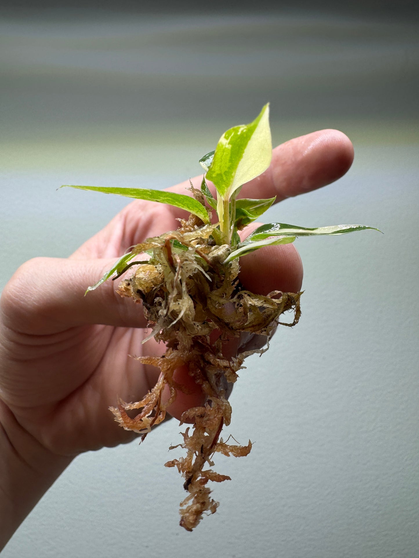 1x baby Philodendron gloriosum Tricolor