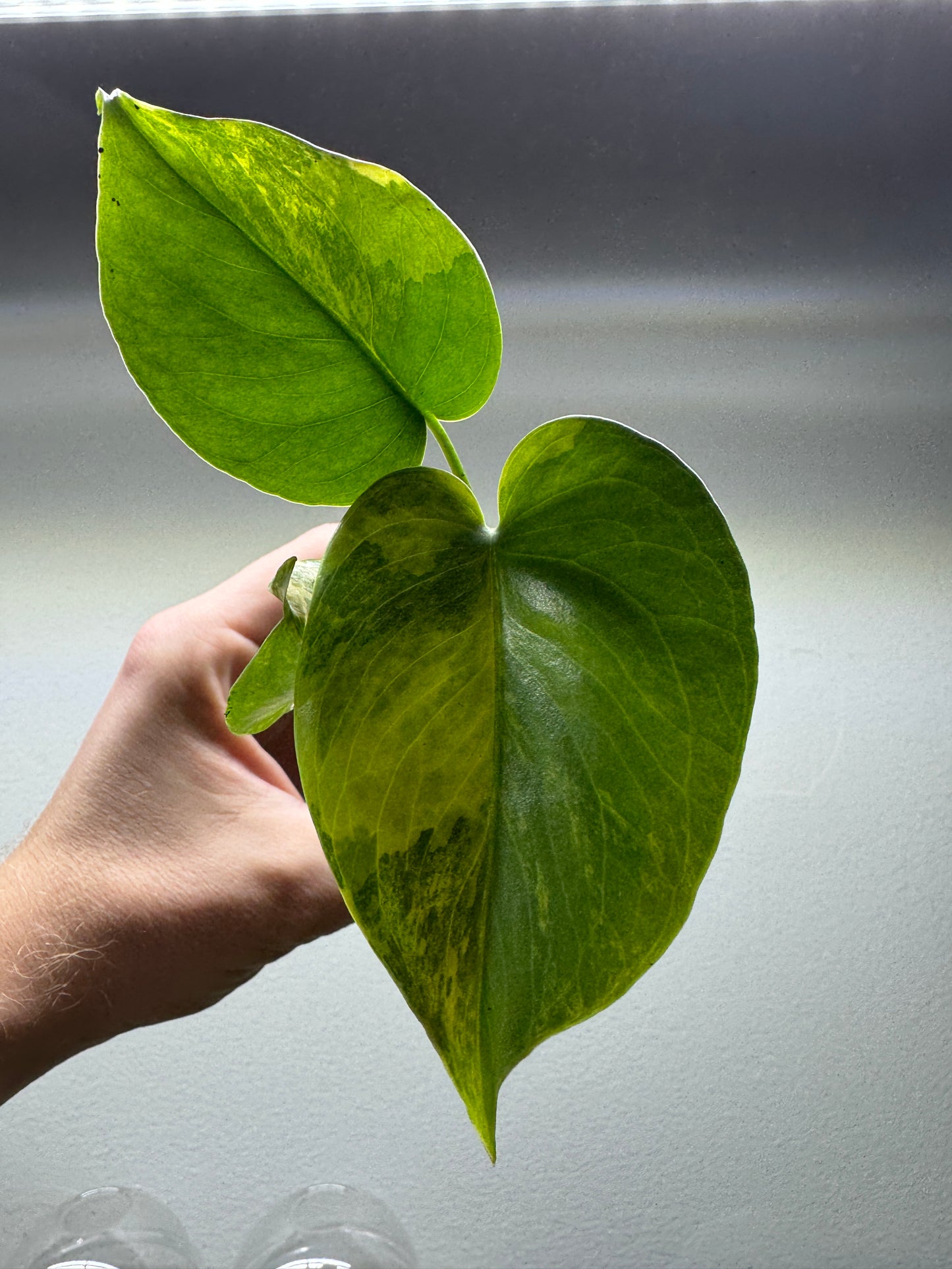 Monstera Yellow Marilyn