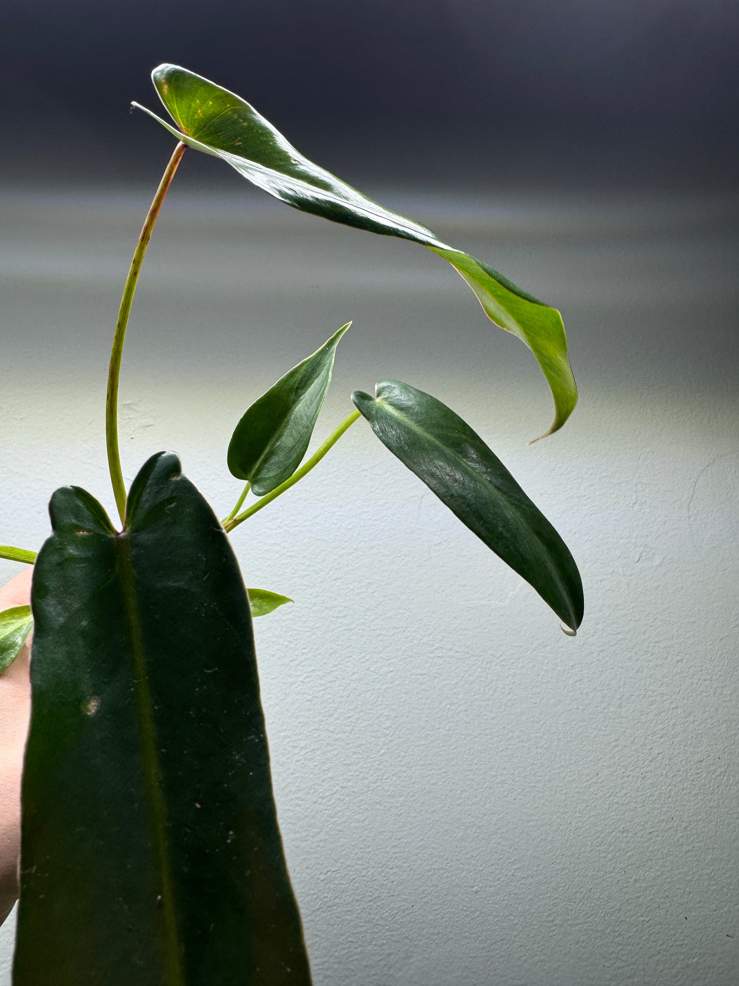 Philodendron spiritus sancti