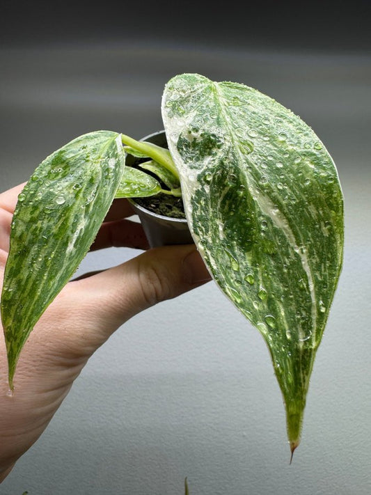 Philodendron José Buono