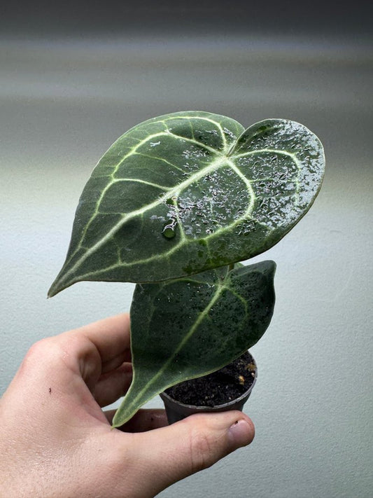 Anthurium clarinervium