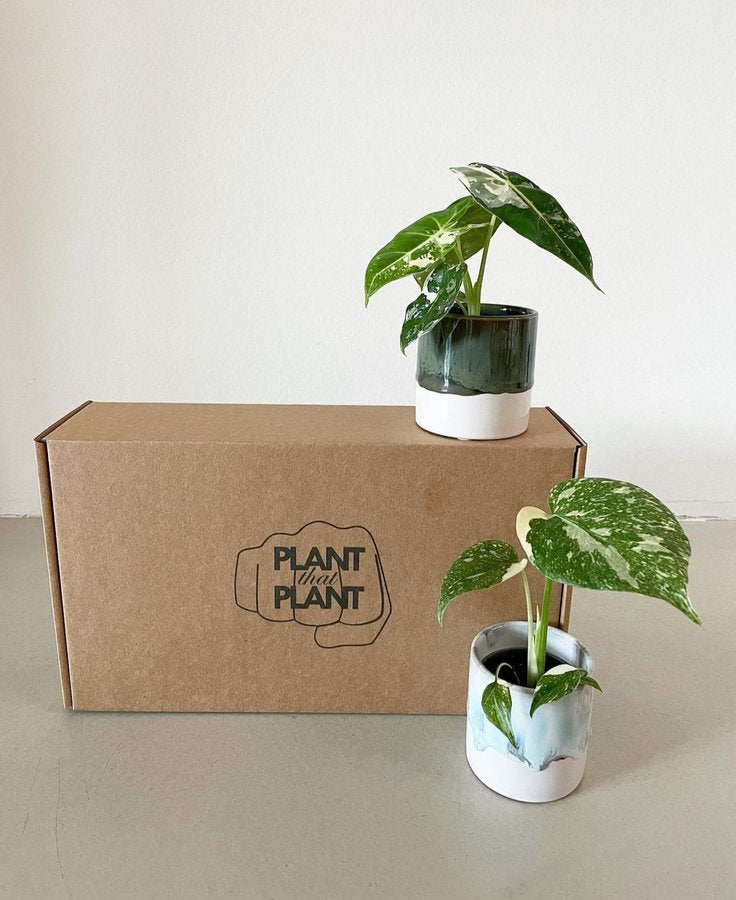 Philodendron Mystery Box