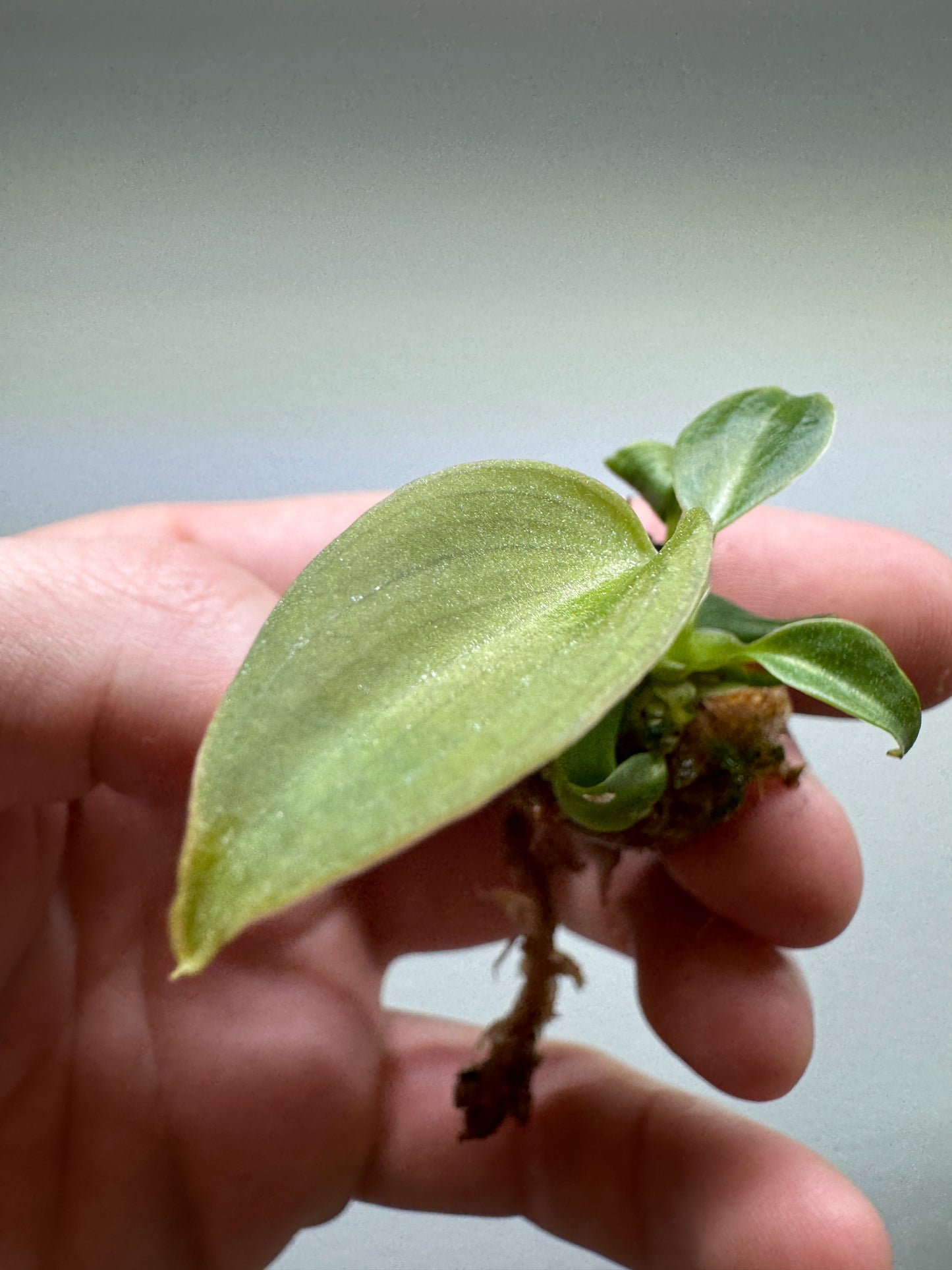 3x baby Philodendron glorious