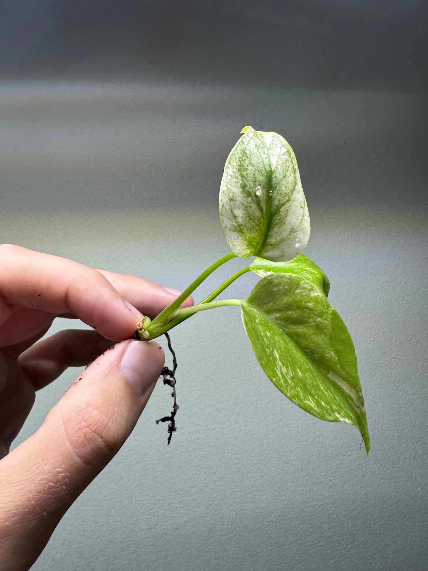 Monstera deliciosa 'MINT' Forma grande