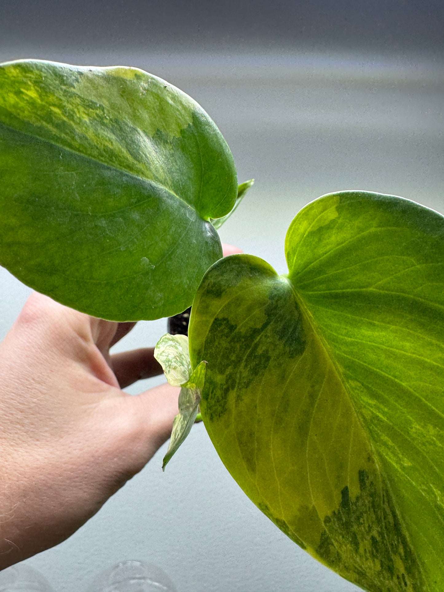 Monstera Yellow Marilyn