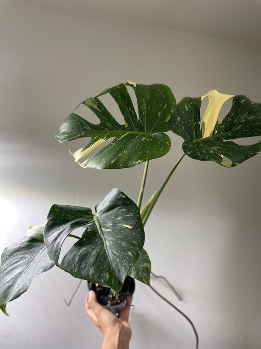 Monstera deliciosa ’Thai Constellation’