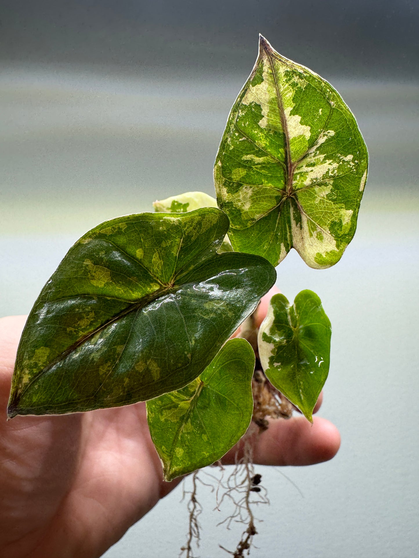 Alocasia Yucatan Princess Variegata