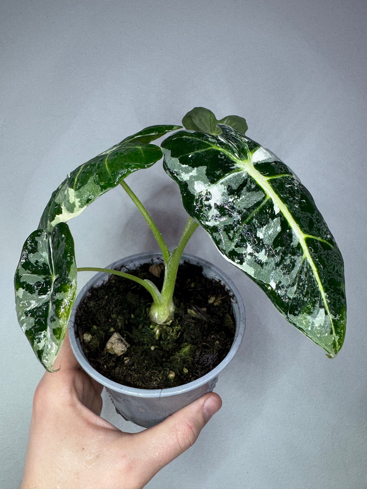 Alocasia micholitziana 'Frydek'