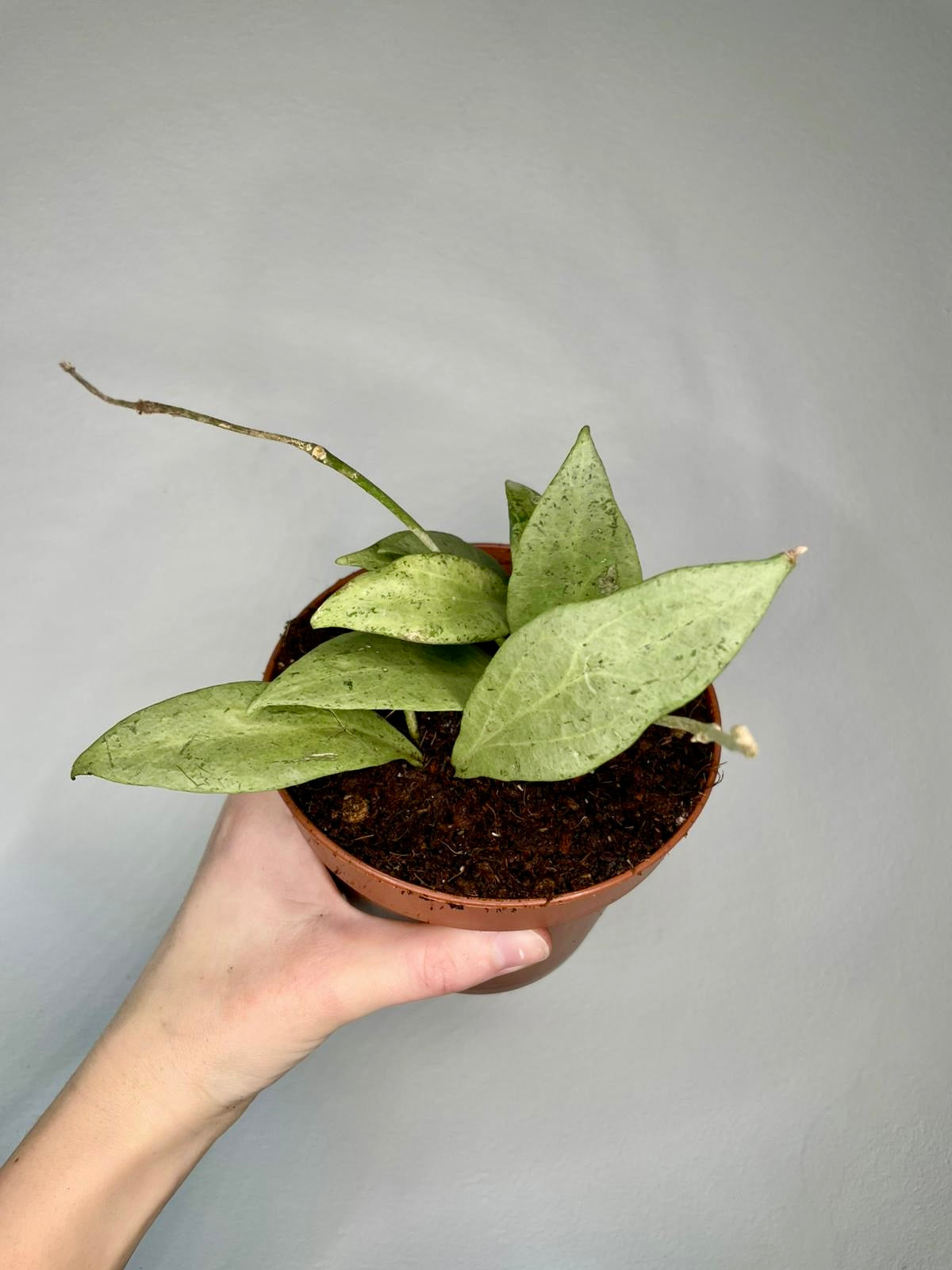 Unusual Mystery Hoya Subscription