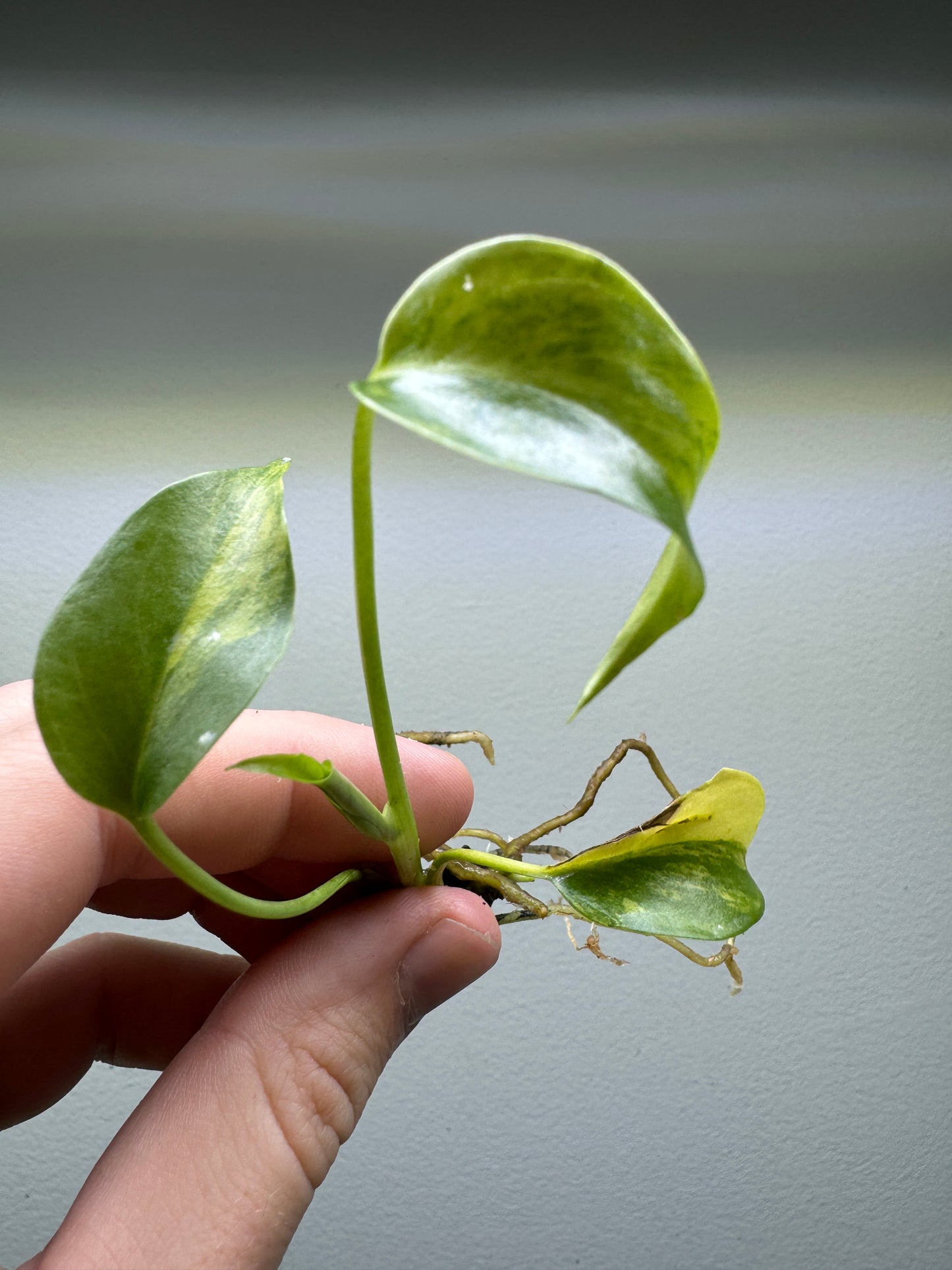 Monstera Yellow Marilyn