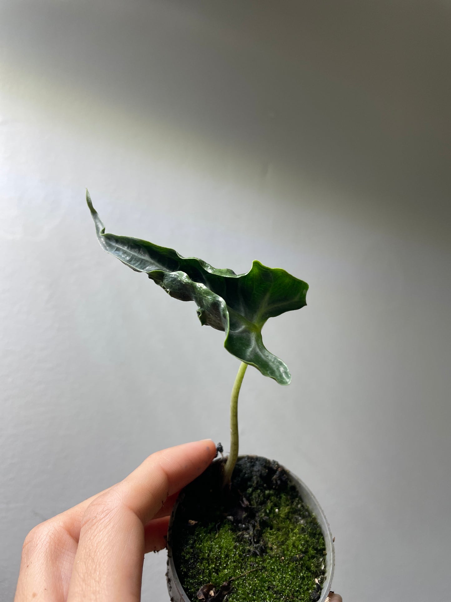 1x Rare Mystery Alocasia subscription