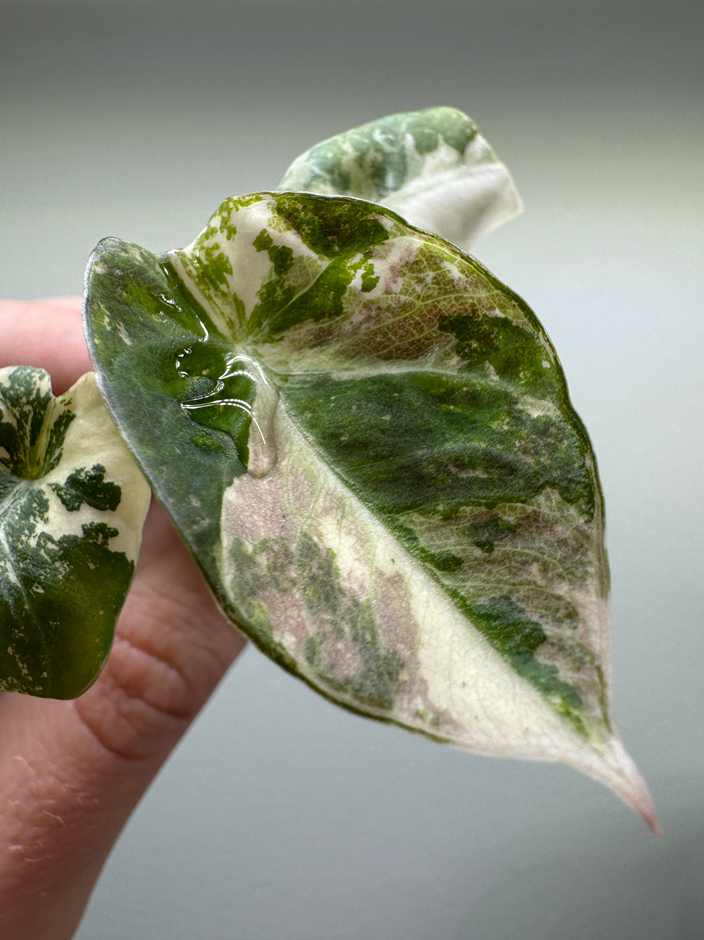 Alocasia reginula 'Black Velvet' Albo Variegata