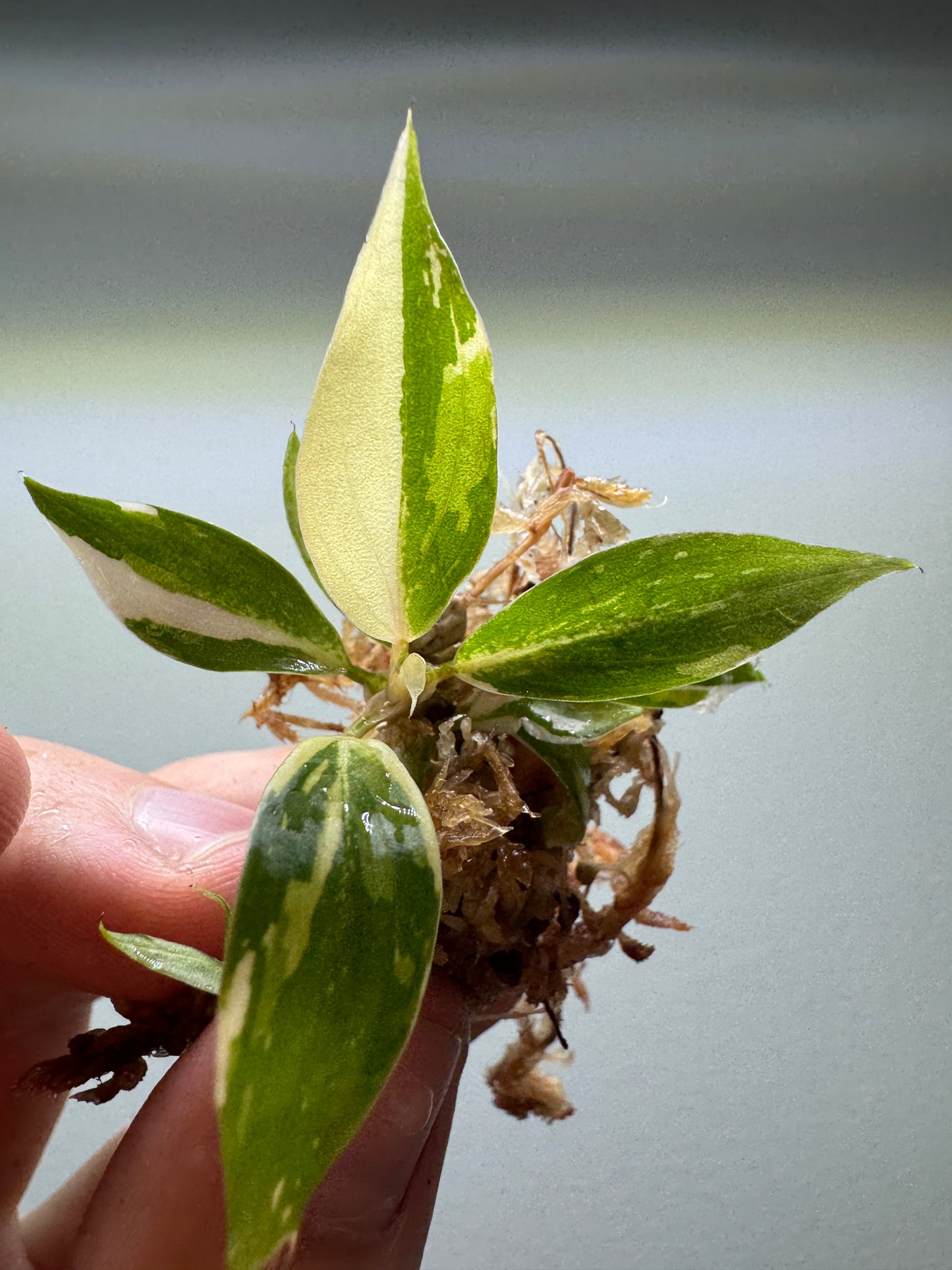 1x baby Philodendron gloriosum Tricolor