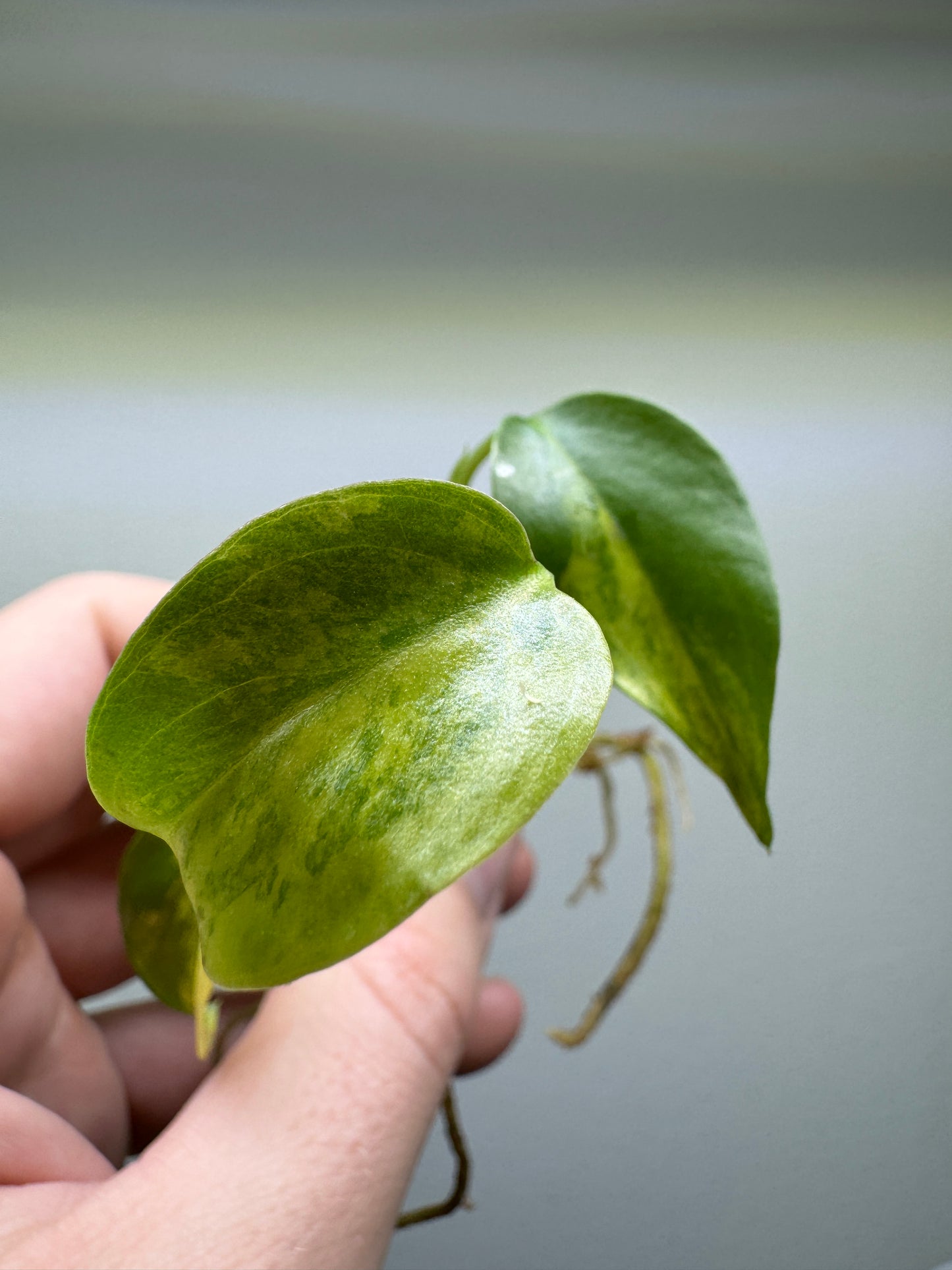 Monstera Yellow Marilyn