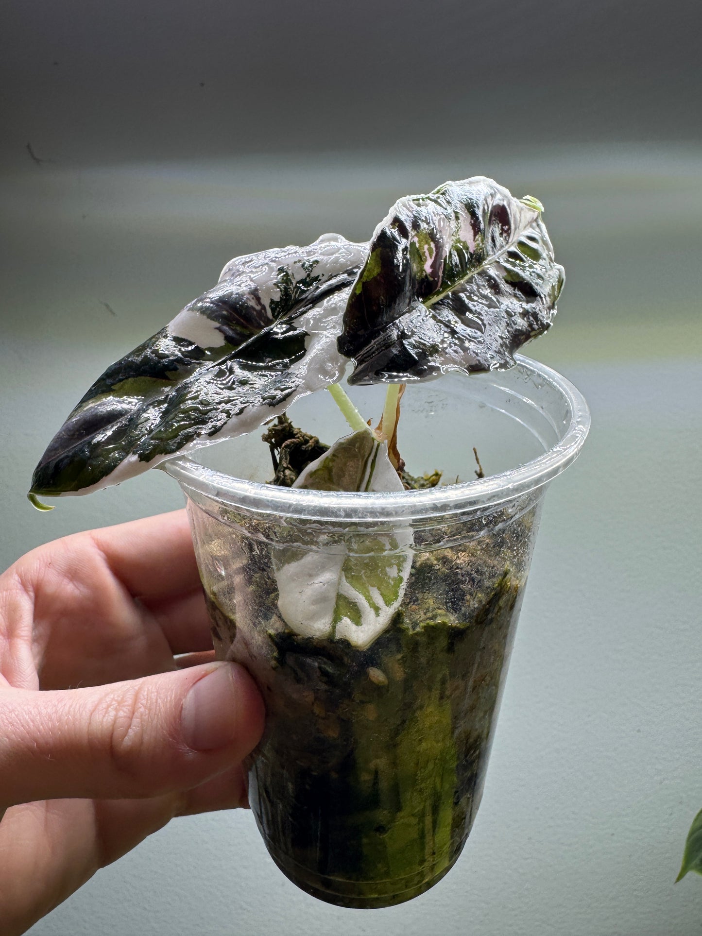 Alocasia azlanii Variegata