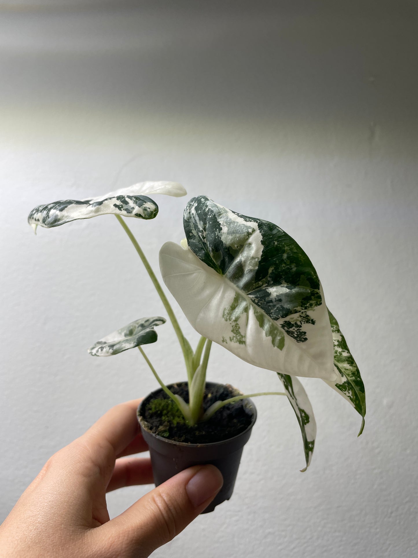 Alocasia micholitziana ’Frydek’