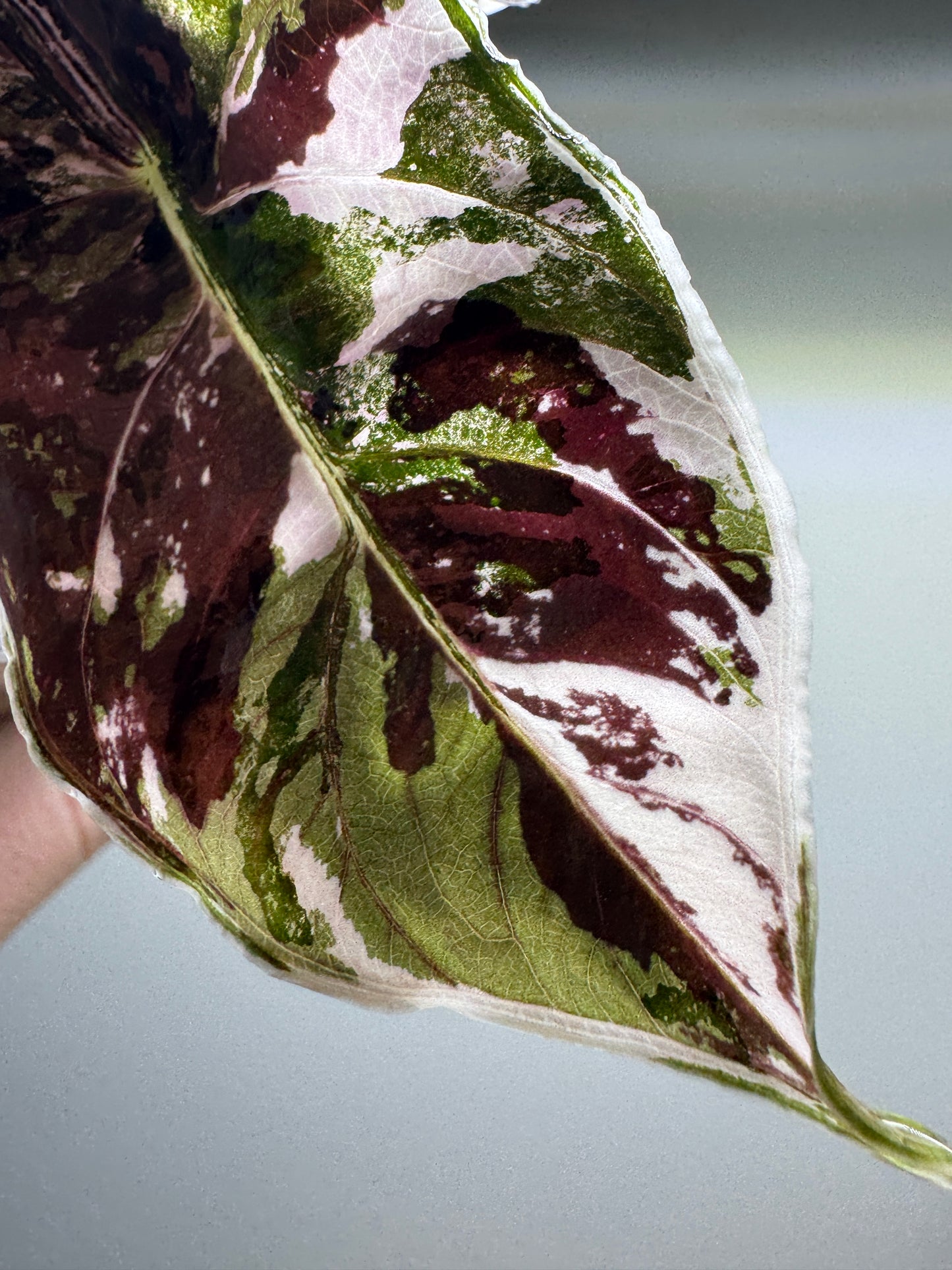 Alocasia azlanii Variegata