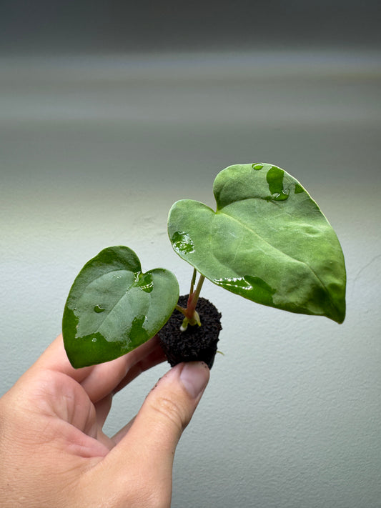 Anthurium papillilaminum x ((crystallinum x magnificum) x papillilaminum 'IL')