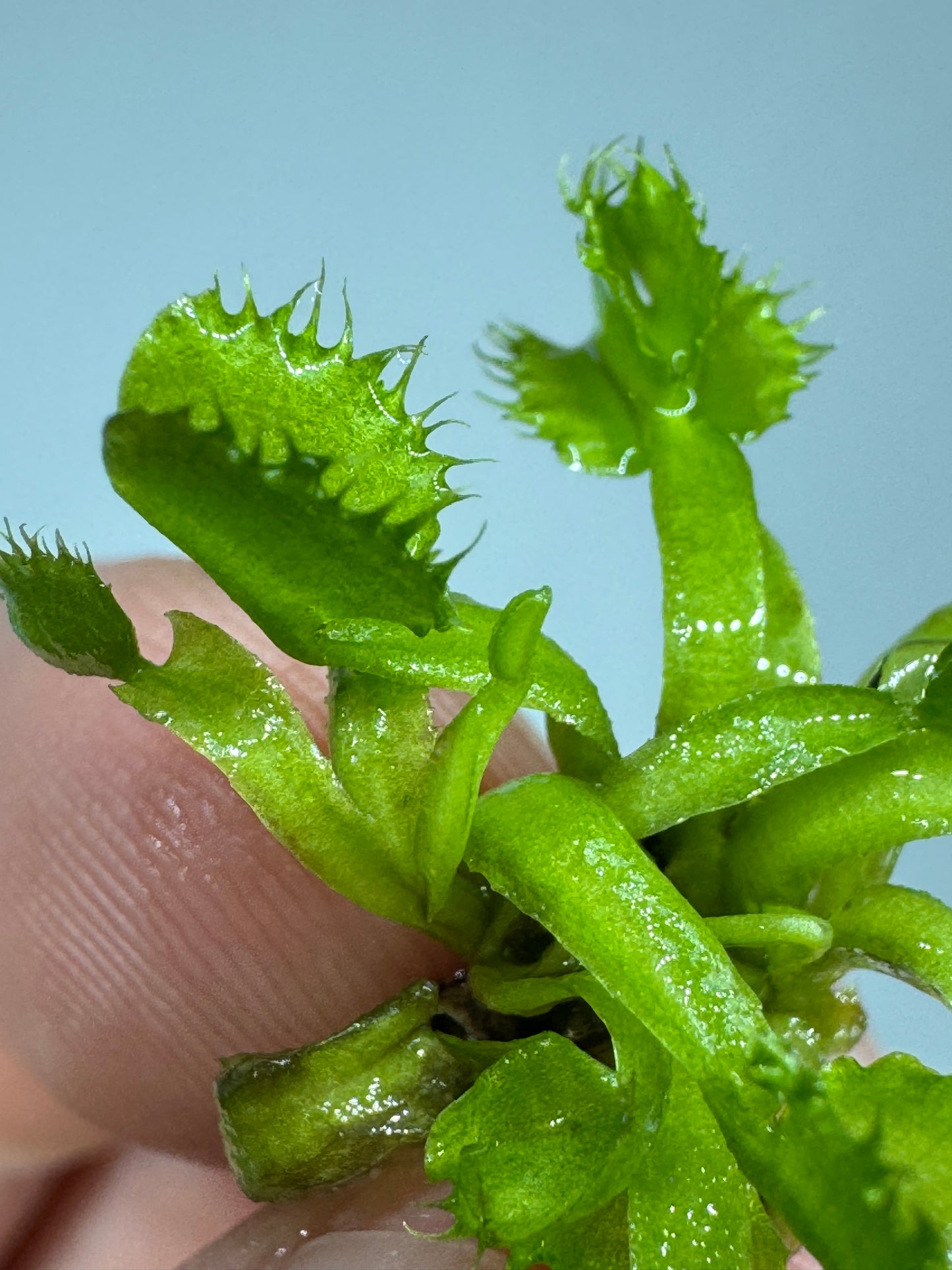 Mini Mystery Carnivorous Plant Subscription