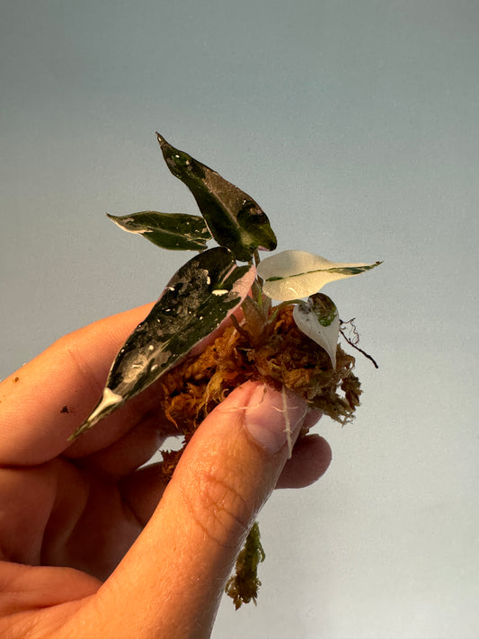 Alocasia 'Bambino' Variegata Rosa