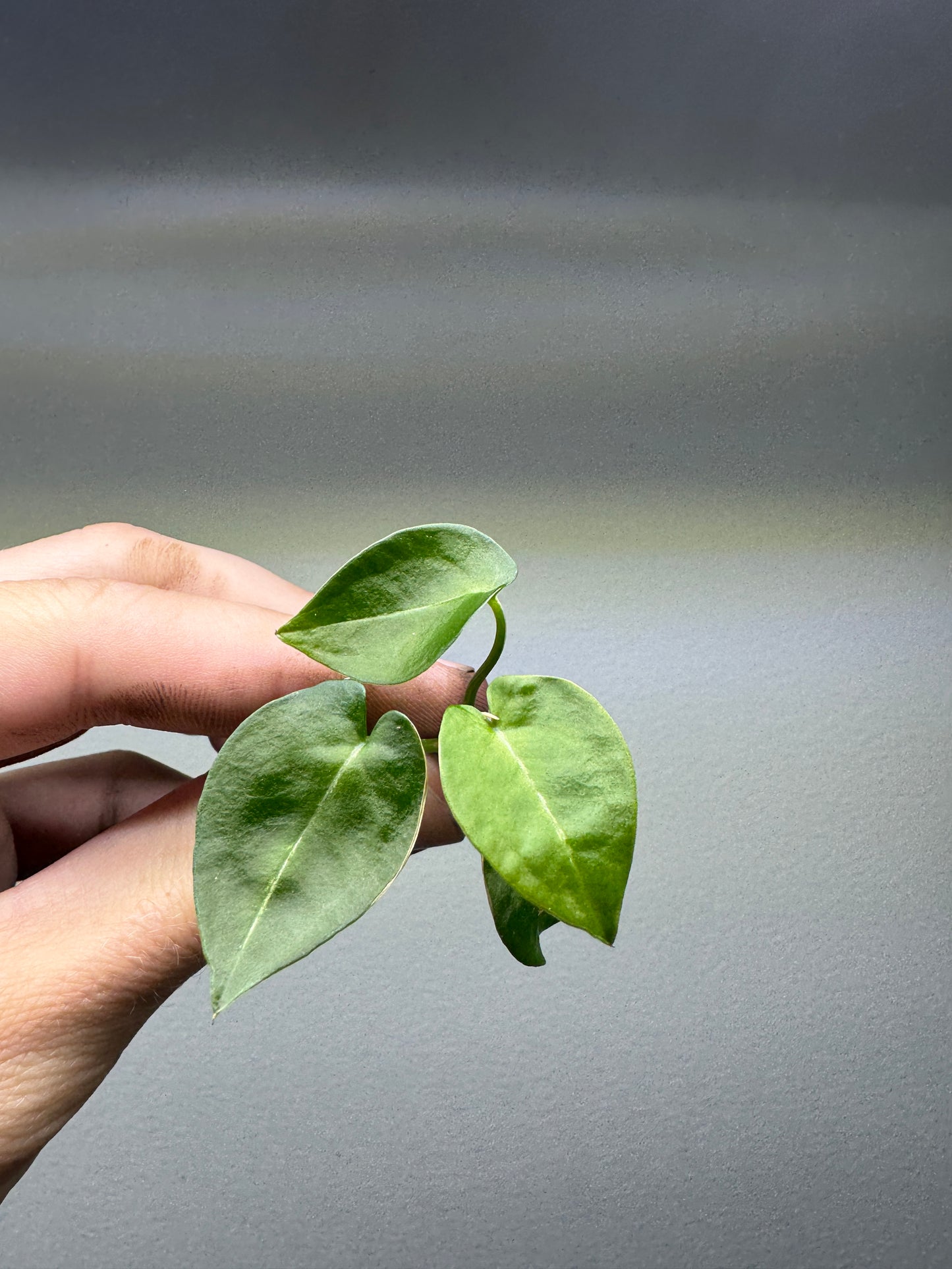 Anthurium pedatum x dimentica