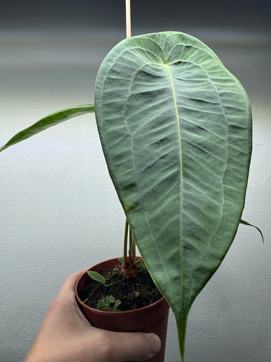 Anthurium peltigerum