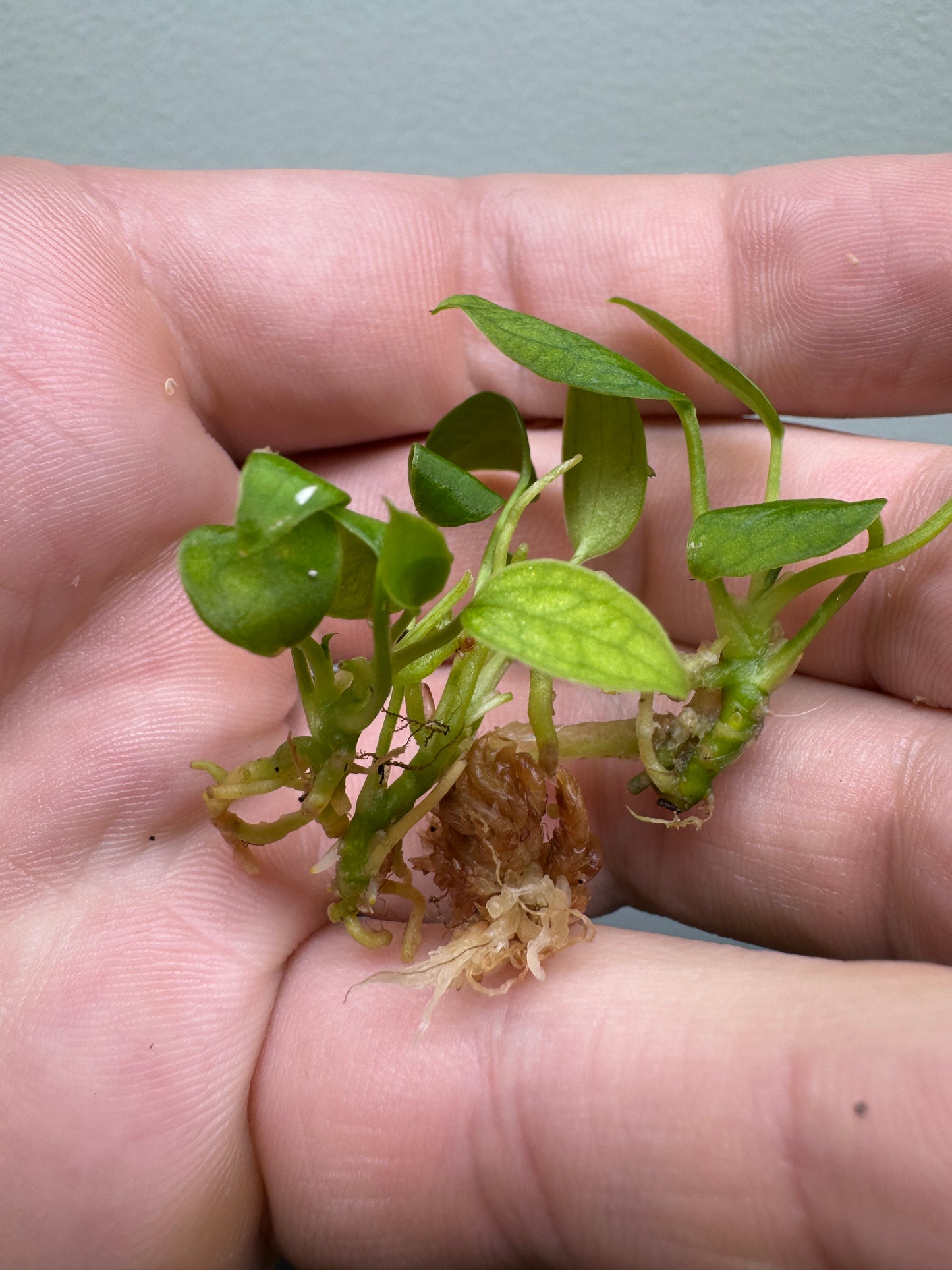 3x baby Anthurium waroqueanum ’Queen Anthurium’