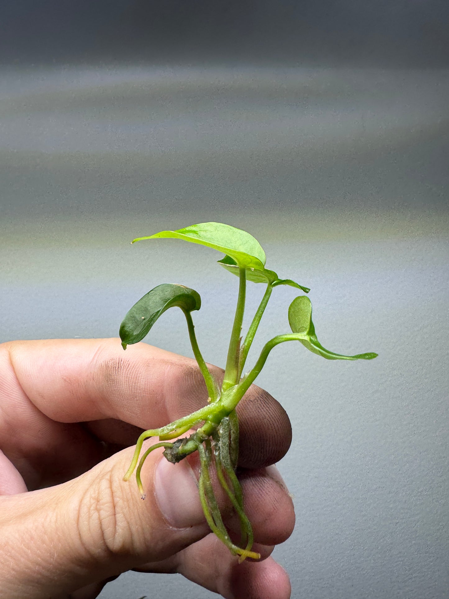 Anthurium pedatum x forgetii