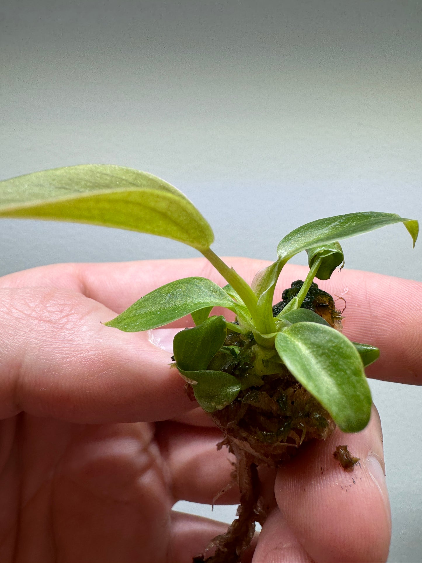 3x baby Philodendron glorious