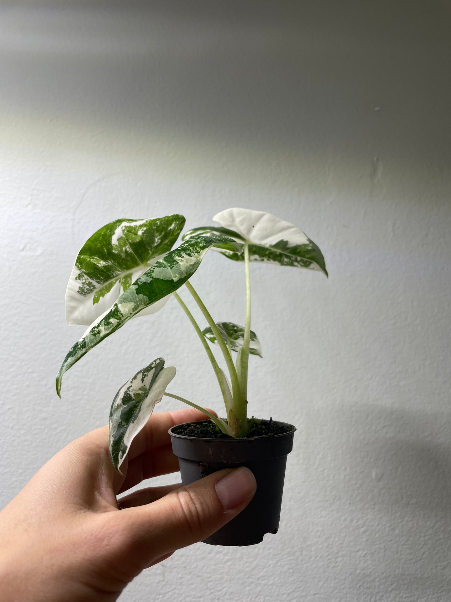 Alocasia micholitziana ’Frydek’