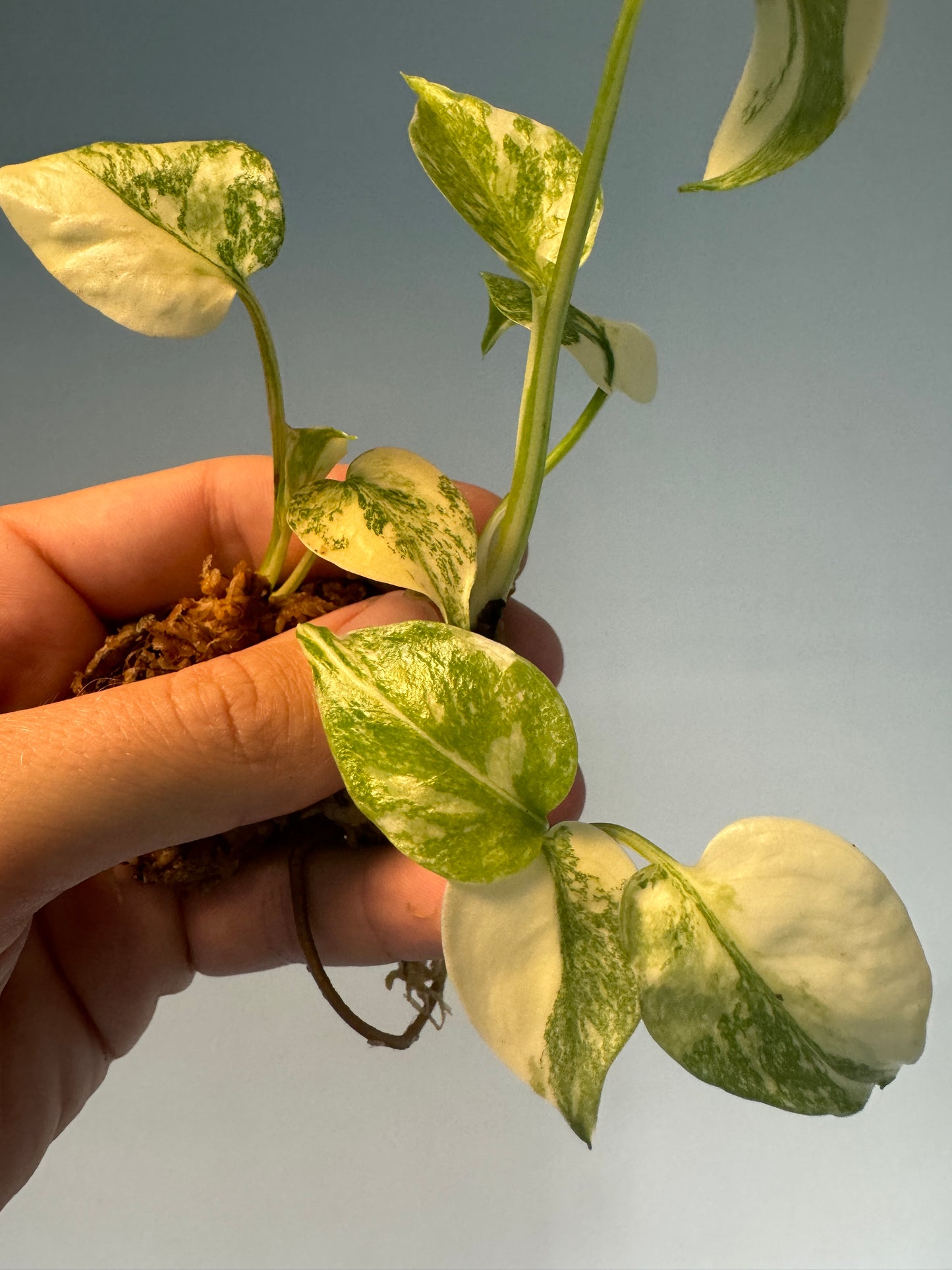 Baby Monster 'Thai Constellation' High Variegation